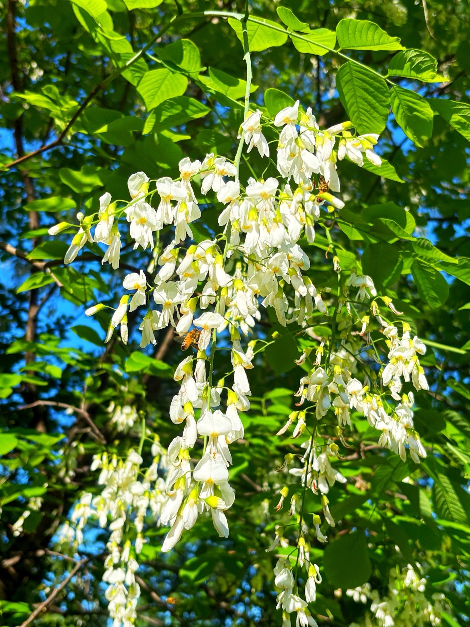 🌳Tree of the Month for May 2026 — Tower Grove Park